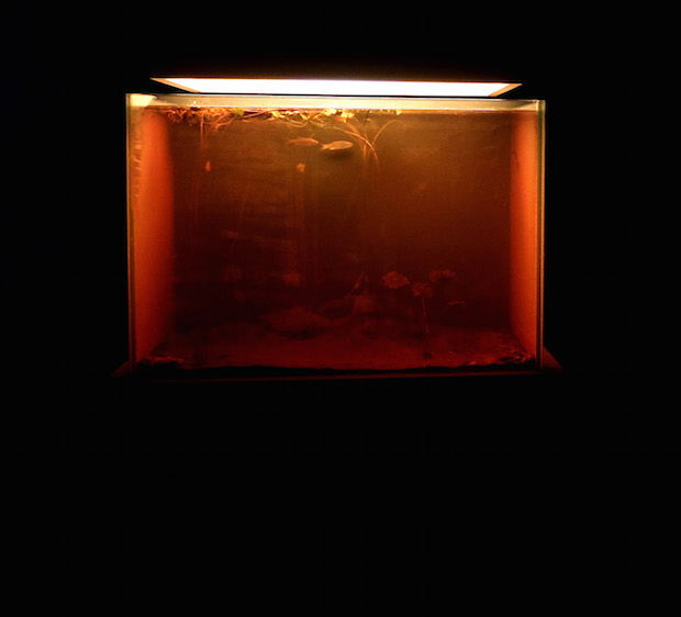 In-Border-Deep-Pierre-Huyghe-8