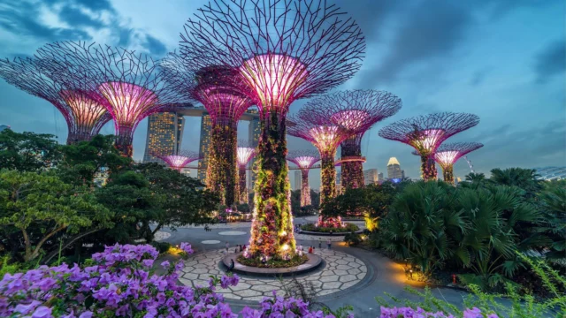 📍 Marina Bay, Singapour

🌿 Symbole de l’innovation paysagère à Singapour, Gardens by the Bay réunit nature, architecture et lumière dans un environnement spectaculaire. Ses célèbres Supertrees, dont certains atteignent jusqu’à 50 mètres de hauteur, deviennent à la nuit tombée de véritables sculptures lumineuses.

💡 Grâce à un système d’éclairage LED intégré, les structures s’illuminent au rythme de la musique lors du Garden Rhapsody. Couleurs, intensités et animations sont programmées pour créer une scénographie immersive tout en mettant en valeur les formes organiques des Supertrees et la végétation environnante.

————————
🔗 En savoir plus
ledbox.fr/blog/
───────

#GardensByTheBay #ArchitecturalLighting #LEDLighting #LightingDesign #LandscapeLighting